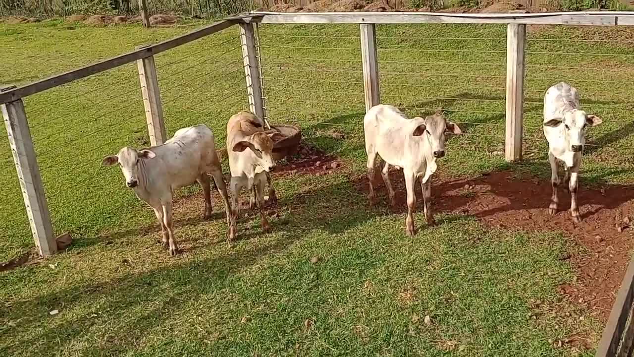 Bora pro leilão... hoje vou levar uns bezerros pra vender... confira aí!