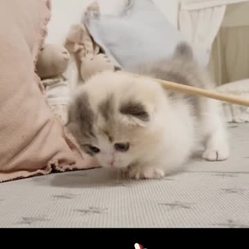 cute kitten videos short leg cat - Mr stalone
