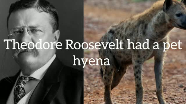 Did you know? Theodore Roosevelt had a pet hyena