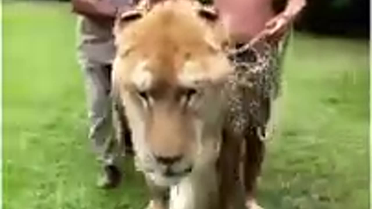 Liger_How_many_kilos_do_you_think__-- _ Big Line viral video __(360P)