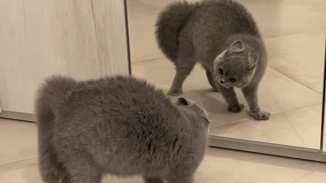 Cat Hisses at His Reflection in the Mirror