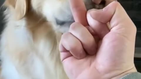 Cute dog