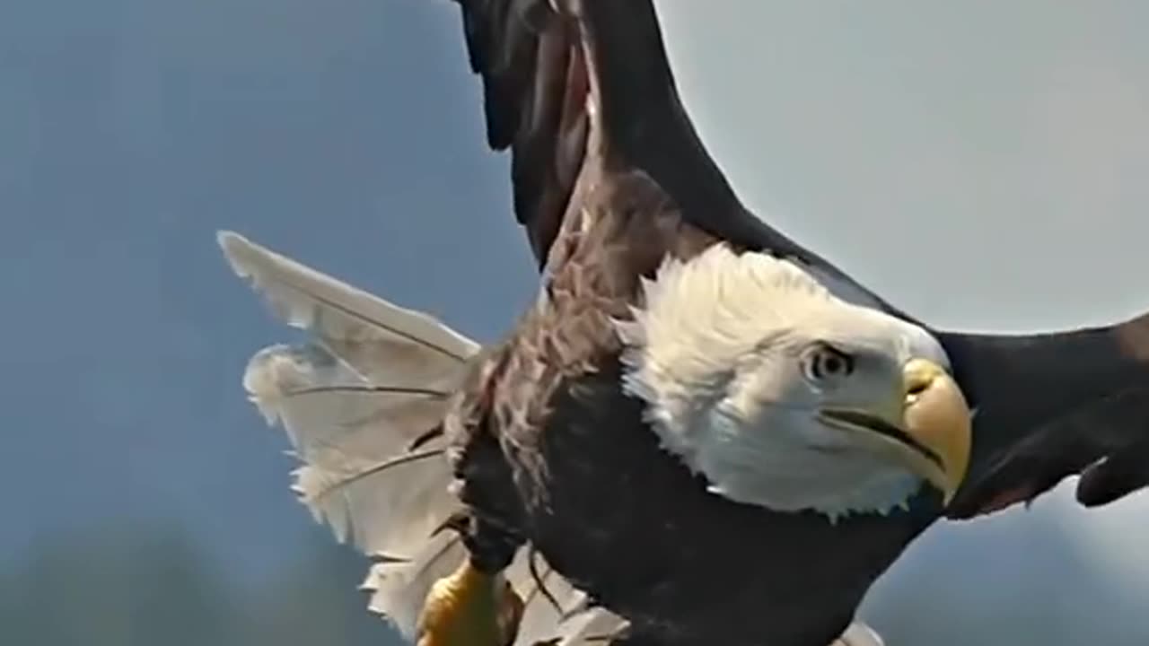 Eagle Hunting