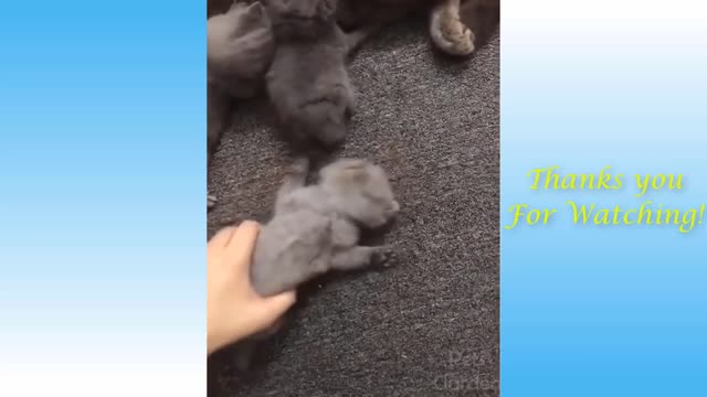 Cute Cats and Funny Dogs Videos Compilation