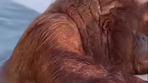 Orangutan living its best life 🦧🤩