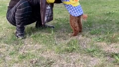 Why is my dog so bad? This is the dog I bought! Why bother me so much?19
