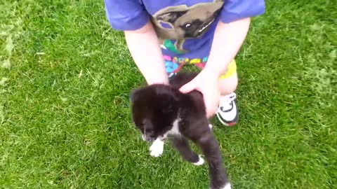 Cat attacks kitten & baby vs kitten