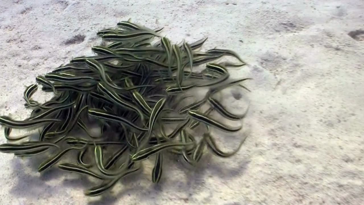 Dance of Youth: Shoal of Juvenile Fish 🐟 on Vibrant Coral Reef 🐟🌊