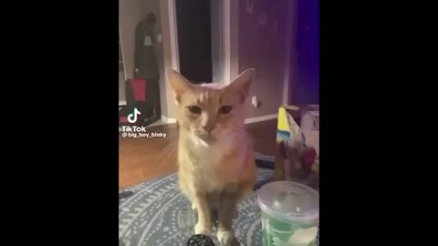 Funny Pets That Will Change Your Mood For Good 🥺