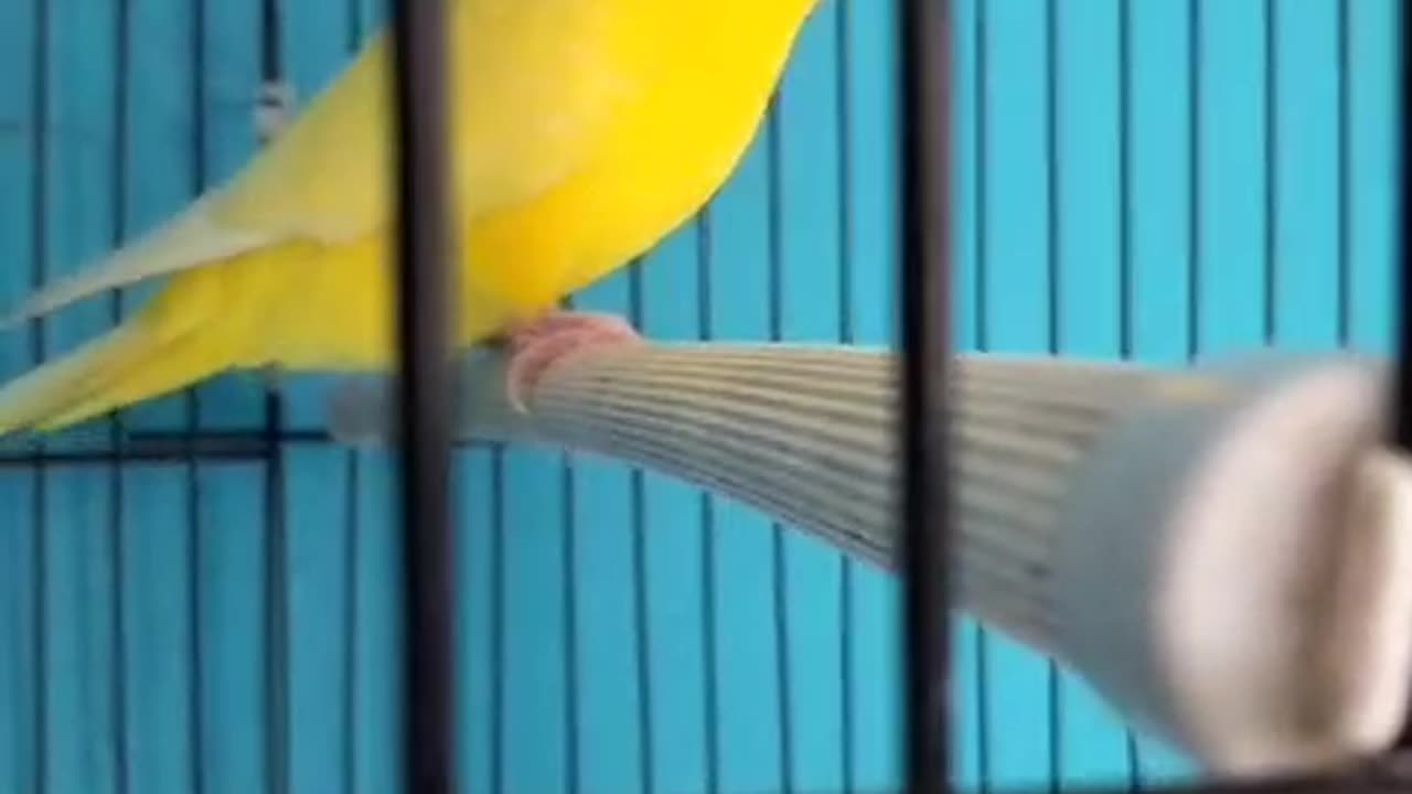 bird