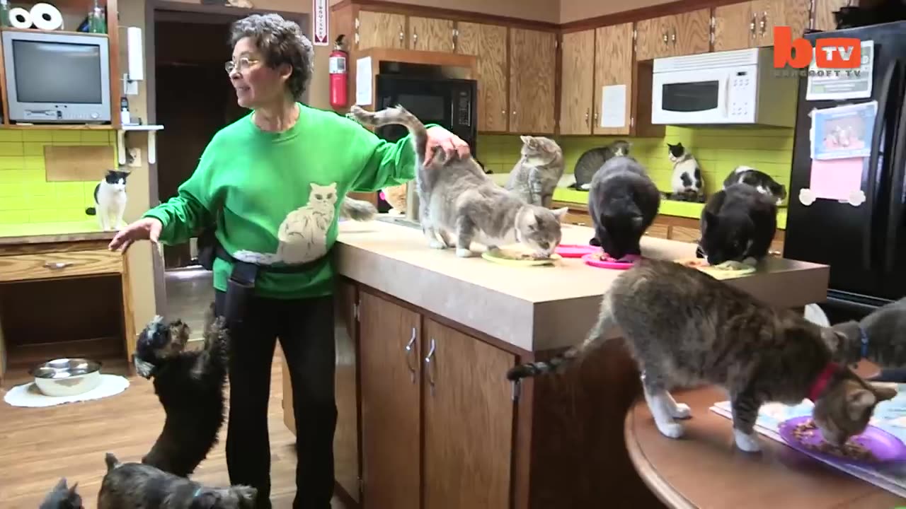 Ultimate Cat Lady: Woman Shares Her Home With 1,100 Felines