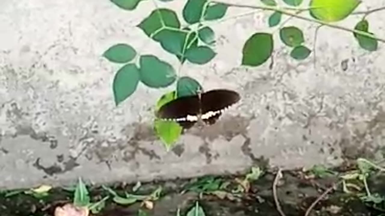 butterfly