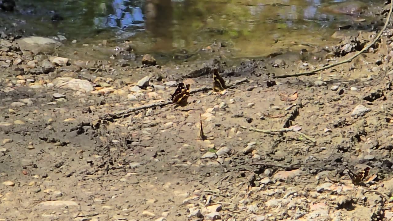 Butterflies at a puddle / Many insects by the water.