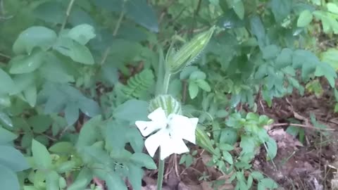 White Campion