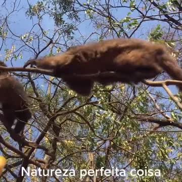 Coisa linda natureza perfeita