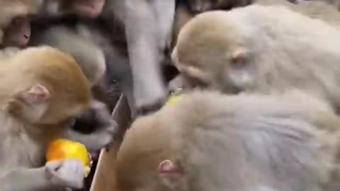 Funny animals|funny animals video| funny videos| cute cats| try not to laugh