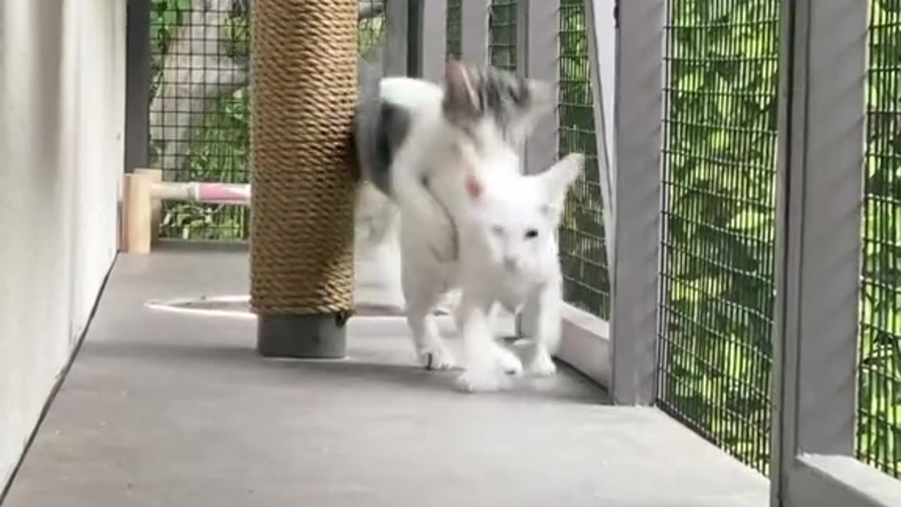 Watch what the cats 🐈 are doing