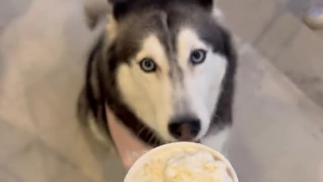 Out with meekathehusky for an ice cream date🔥🔥