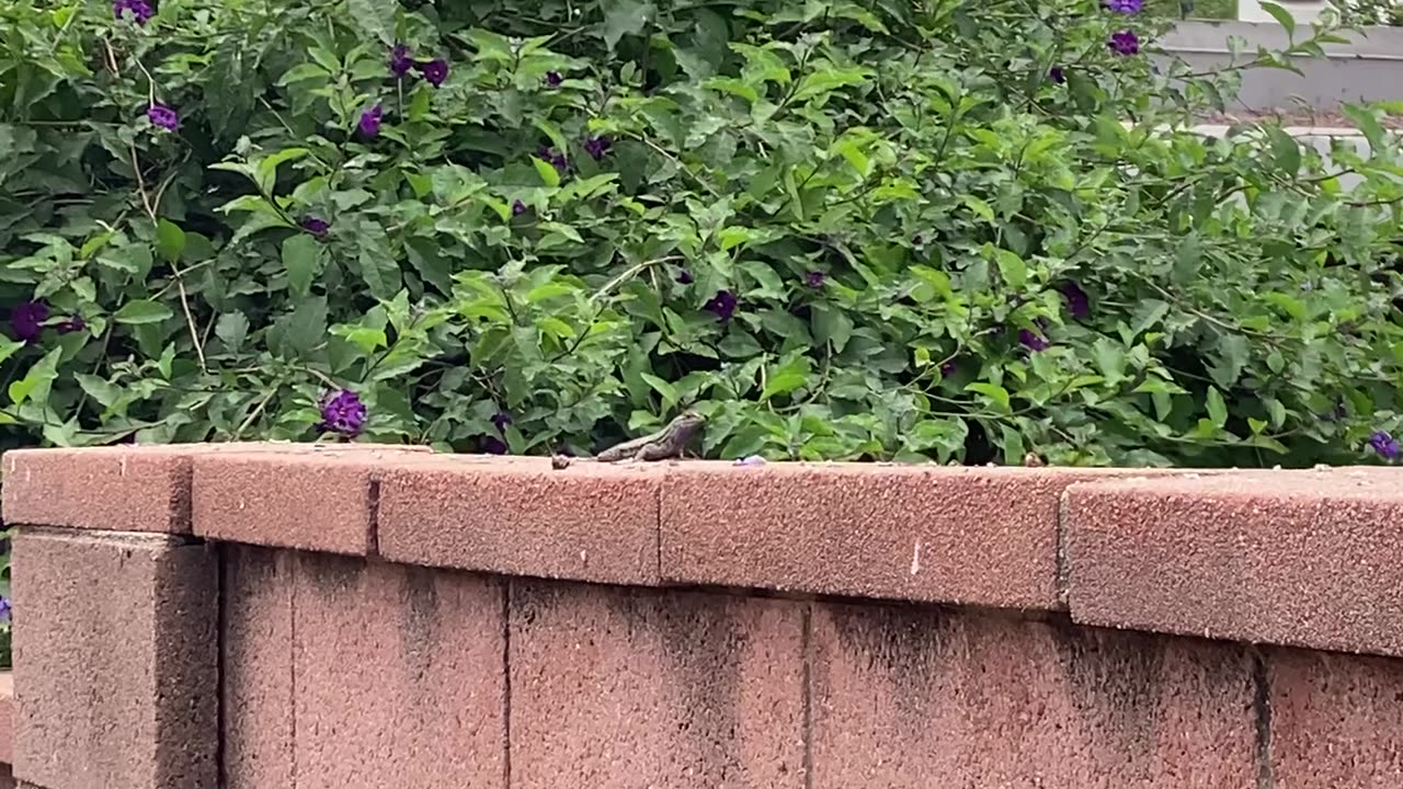 Alligator Lizard, Look Like Doing Pushups