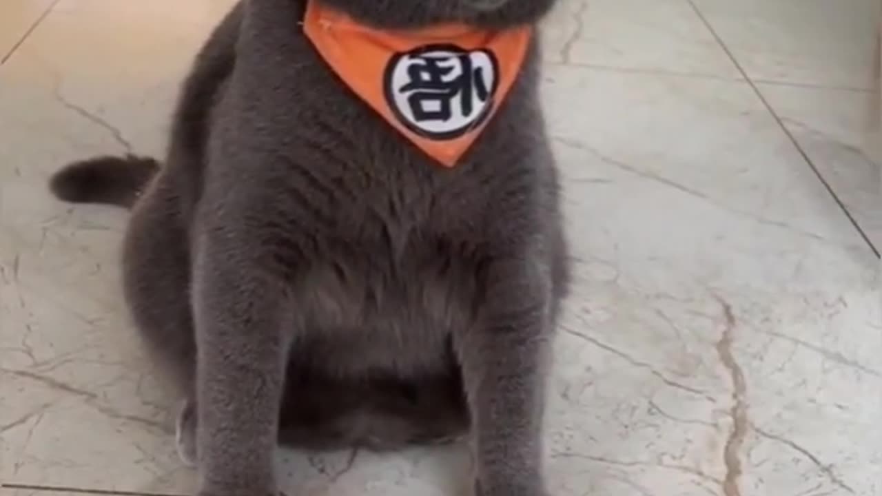 cat bell