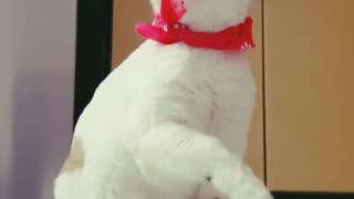 cute cat