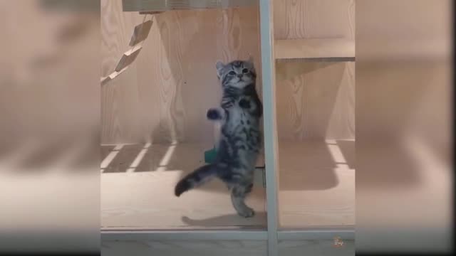 Cat funny video! Cat dance with funny style