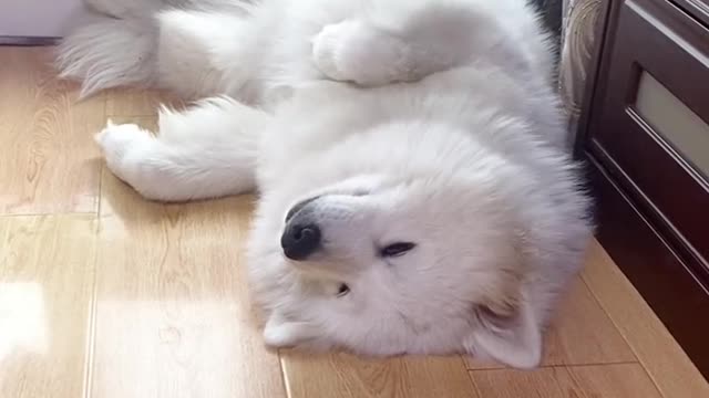 Samoyed jam