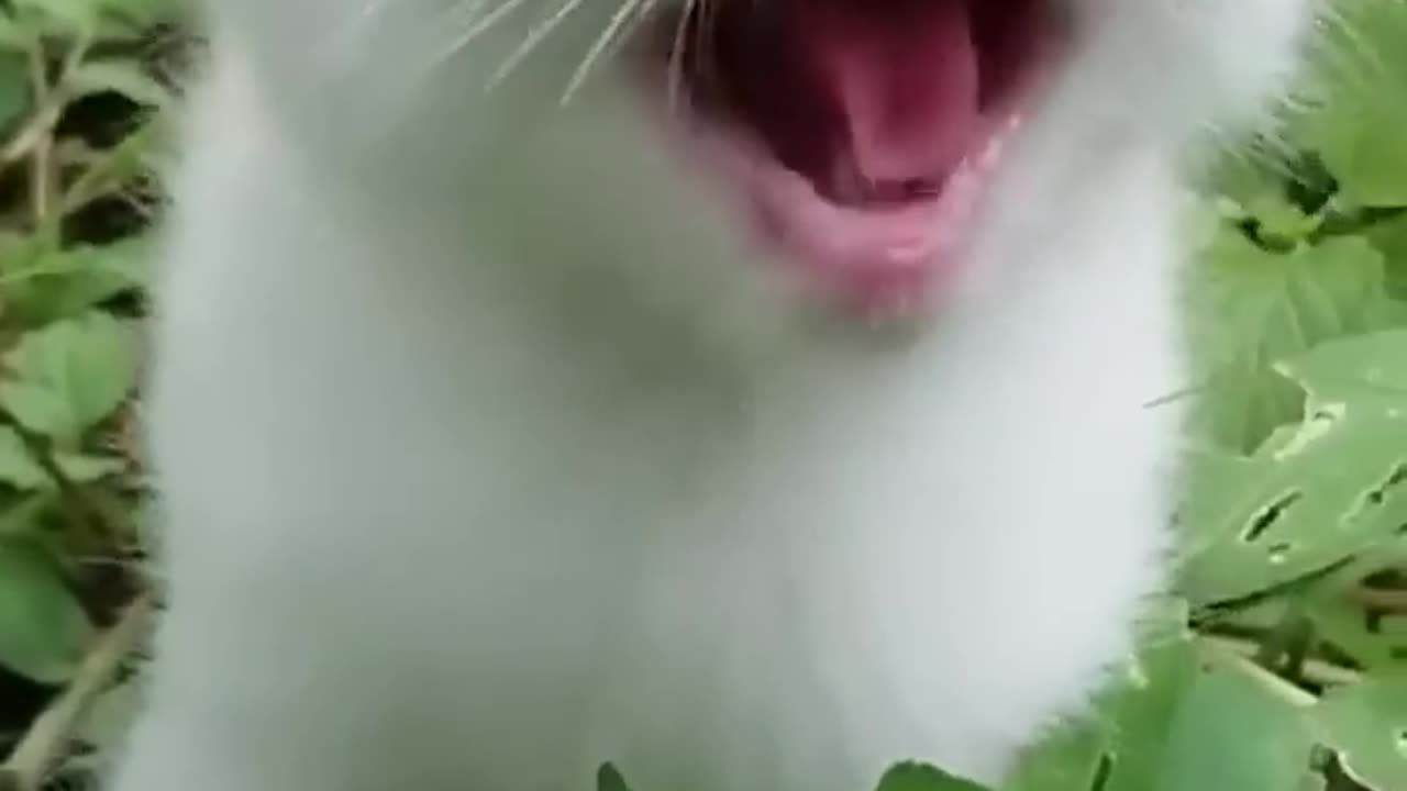My cute kitten