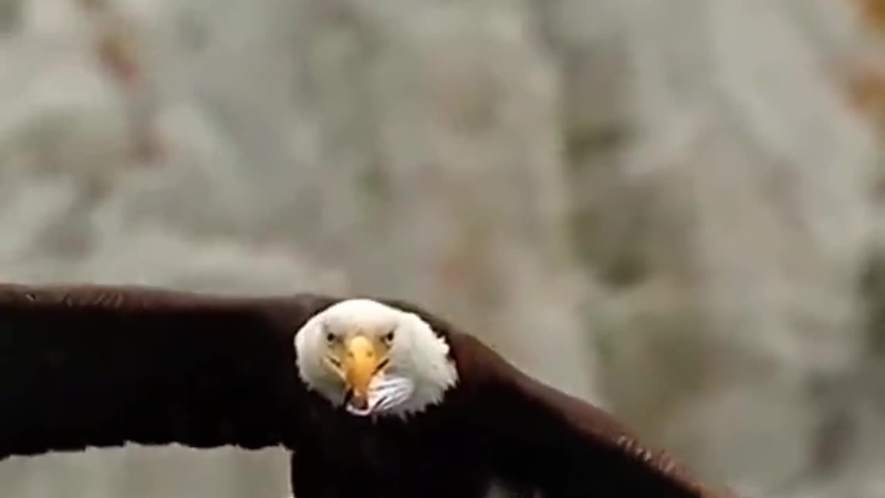 Eagle Eating Mid Flight In Slow Motion