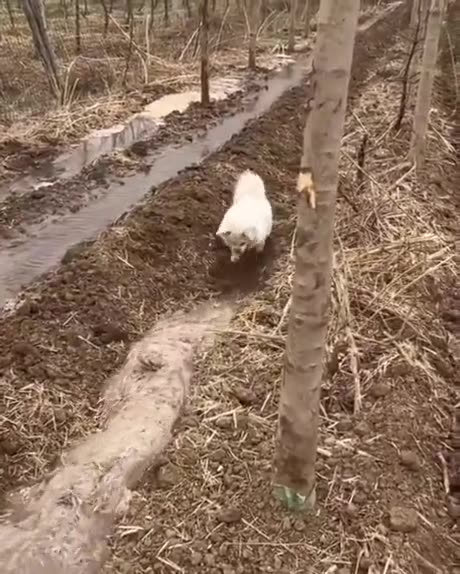 Shorts - Digging A Water Ditch