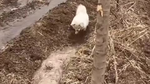 Shorts - Digging A Water Ditch