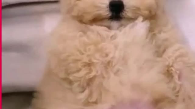 Funny And Cute Dogs