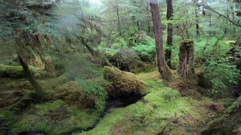 Life in the Canopy: Exploring Rainforest Wildlife