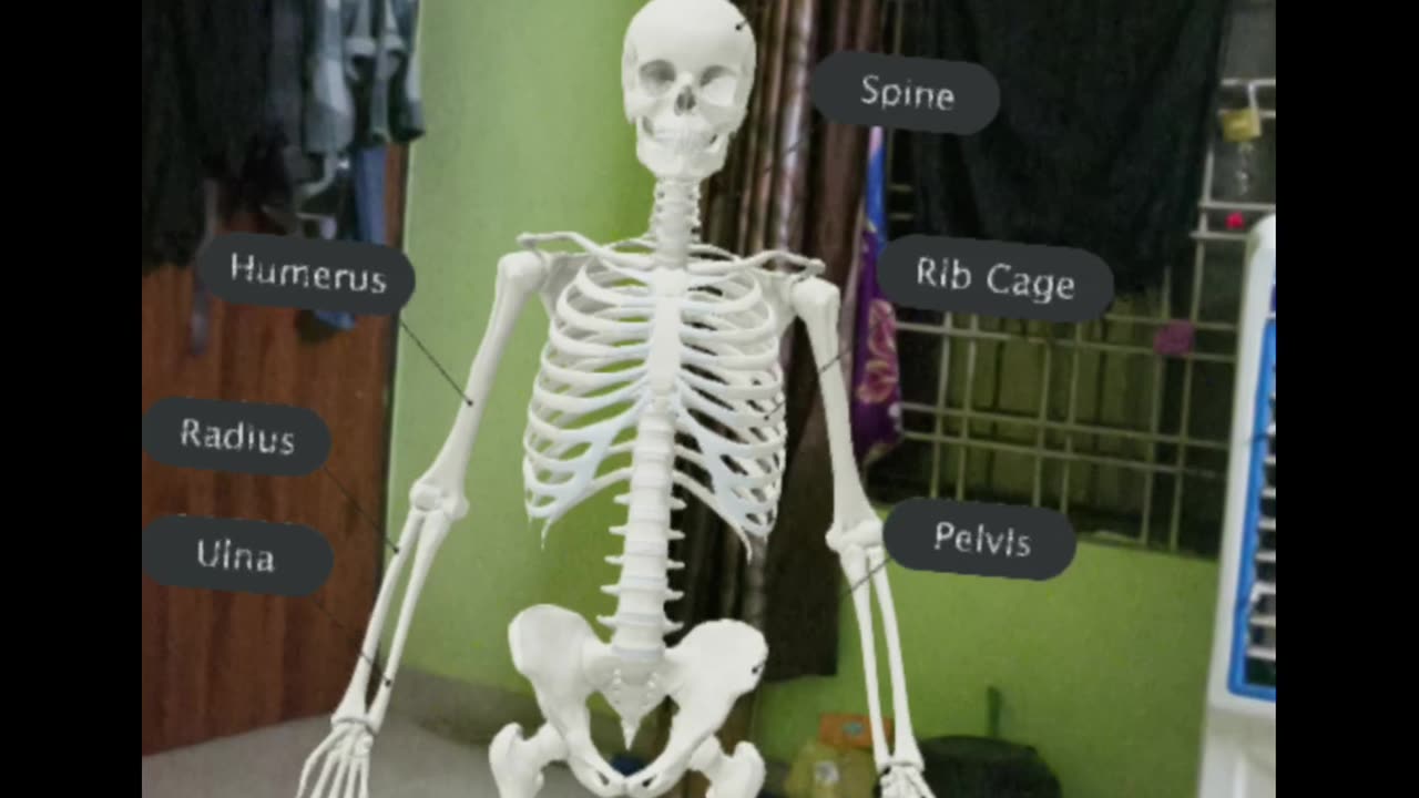 Skeleton 3d