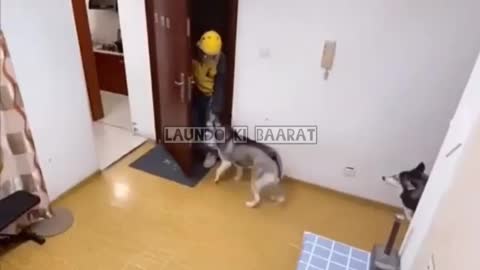 Dog savage to Food delivery boy 😅