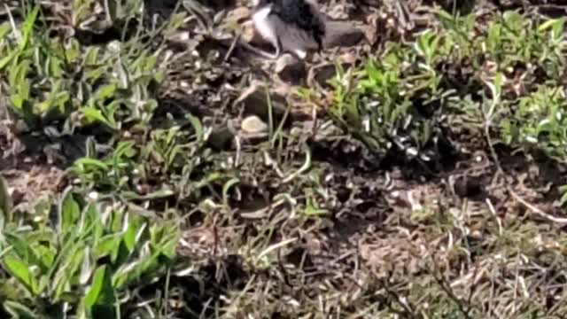 First killdeer chick.