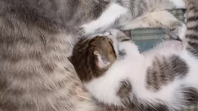 Mother and bébé cute rescue cat