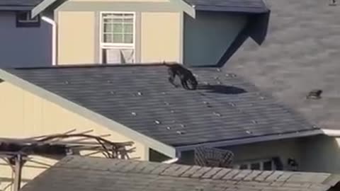 Dogs