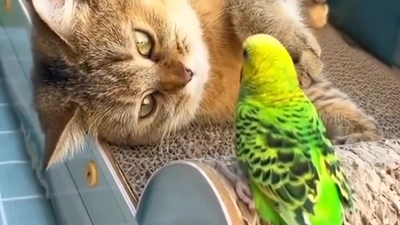 Cat Love Parrot