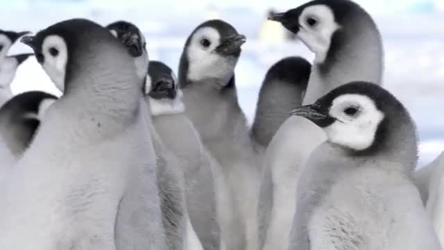 Emperor Penguin Creche 🇦🇶 Cape Washington