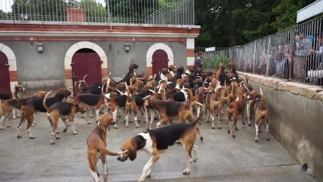 Château de Cheverny Feeding 100 English Fox Hounds