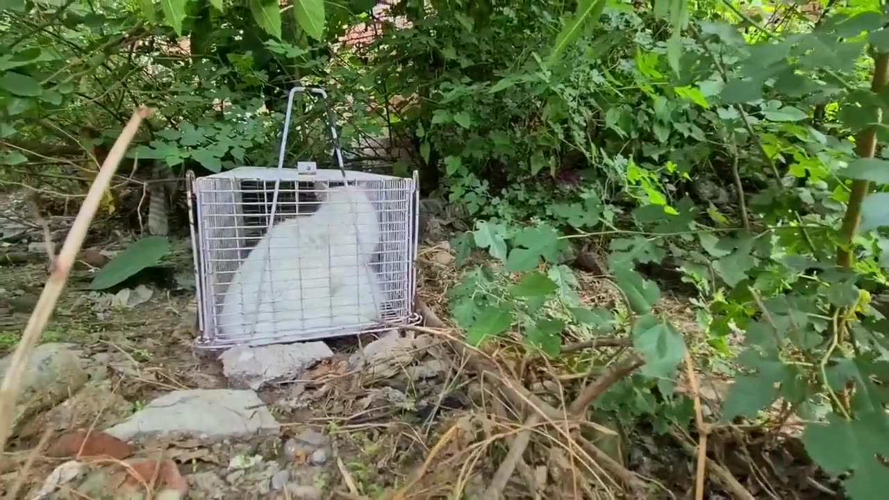 Homeless kittens crying out loud for Mother cat