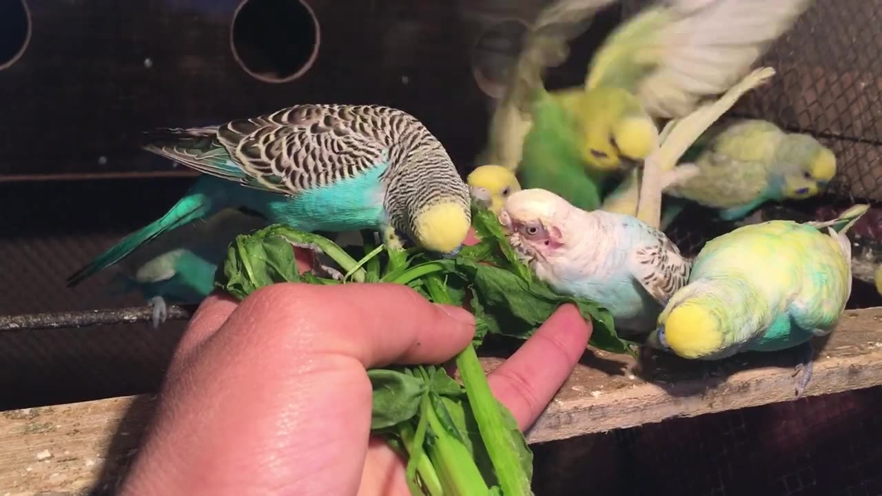 "Teaching My Budgies Tricks: Watch Them Learn and Have Fun!"