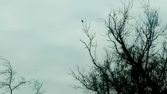 ANIMAL DISCOVERY: CROW WATCHING #BIRDS