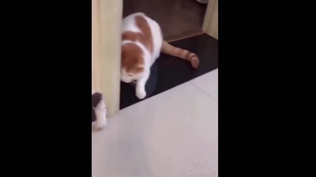 A little mouse scare a cat