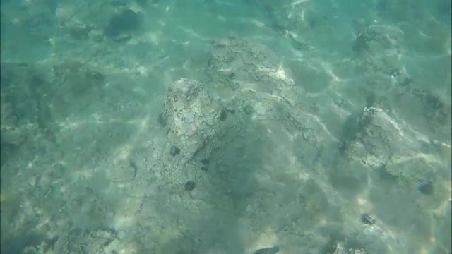 Dad And Kid Swim Underwater And Pick Sea Cucumbers in Their Hand