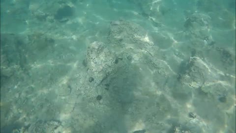 Dad And Kid Swim Underwater And Pick Sea Cucumbers in Their Hand