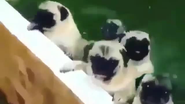 6 Unbelievable Things You Never Knew About Dogs