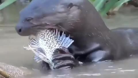 This is a beautiful and charming water-dwelling species