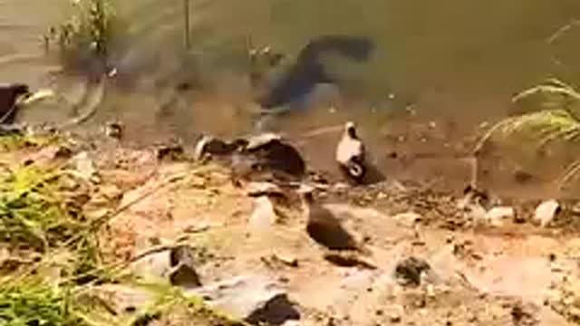 Fish tries to eat bird but bird was to strong underwater